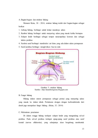 13
A. Bagian-bagian dan struktur hidung
Menurut Reiza, 30 : 2014, struktur hidung terdiri dari bagian-bagian sebagai
berikut:
1. Lubang hidung, berfungsi untuk keluar masuknya udara
2. Rambut hidung berfungsi untuk menyaring udara yang masuk ketika bernapas
3. Selaput lendir berfungsi sebagai tempat menempelnya kotoran dan sebagai
indera pembau
4. Serabut saraf berfungsi mendeteksi zat kima yang ada dalam udara pernapasan
5. Saraf pembau berfungsi mengirimkan bau ke otak
Gambar 5 : struktur hidung
Sumber : http://duniabiologisma.blogspot.com
B. Fungsi hidung
Hidung dalam sistem pernapasan sebagai perisai yang menyaring udara
yang masuk ke dalam tubuh. Pertukaran oksigen dengan karbondioksida dari
darah juga merupakan fungsi hidung. (Reiza, 32 : 2014)
C. Mekanisme penciuman
Di dalam rongga hidung terdapat selaput lendir yang mengandung sel-sel
pembau. Pada sel-sel pembau terdapat ujung-ujung saraf pembau atau saraf
kranial (nervus olfaktorius), yang selanjutnya akan bergabung membentuk
 