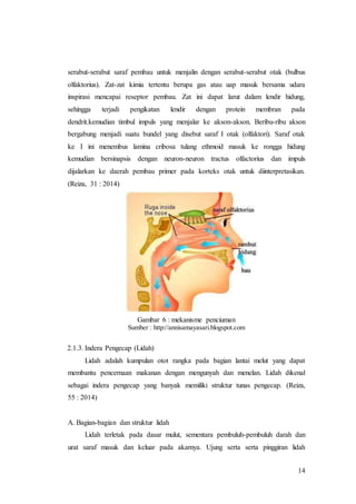 14
serabut-serabut saraf pembau untuk menjalin dengan serabut-serabut otak (bulbus
olfaktorius). Zat-zat kimia tertentu berupa gas atau uap masuk bersama udara
inspirasi mencapai reseptor pembau. Zat ini dapat larut dalam lendir hidung,
sehingga terjadi pengikatan lendir dengan protein membran pada
dendrit.kemudian timbul impuls yang menjalar ke akson-akson. Beribu-ribu akson
bergabung menjadi suatu bundel yang disebut saraf I otak (olfaktori). Saraf otak
ke I ini menembus lamina cribosa tulang ethmoid masuk ke rongga hidung
kemudian bersinapsis dengan neuron-neuron tractus olfactorius dan impuls
dijalarkan ke daerah pembau primer pada korteks otak untuk diinterpretasikan.
(Reiza, 31 : 2014)
Gambar 6 : mekanisme penciuman
Sumber : http://annisamayasari.blogspot.com
2.1.3. Indera Pengecap (Lidah)
Lidah adalah kumpulan otot rangka pada bagian lantai melut yang dapat
membantu pencernaan makanan dengan mengunyah dan menelan. Lidah dikenal
sebagai indera pengecap yang banyak memiliki struktur tunas pengecap. (Reiza,
55 : 2014)
A. Bagian-bagian dan struktur lidah
Lidah terletak pada dasar mulut, sementara pembuluh-pembuluh darah dan
urat saraf masuk dan keluar pada akarnya. Ujung serta serta pinggiran lidah
 