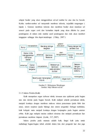 22
selaput basiler yang akan menggerakkan sel-sel rambut ke atas dan ke bawah.
Ketika rambut-rambut sel menyentuh membran tektoria, terjadilah rangsangan (
impuls ). Getaran membran tektoria dan membran basiler akan menekan sel
sensori pada organ corti dan kemudian impuls yang akan dikirim ke pusat
pendengaran di dalam otak melalui saraf pendengaran dan otak akan memberi
tanggapan sehingga kita dapat mendengar. ( Efiaty, 2007 )
Gambar 9 : Mekanisme Mendengar
Sumber: http://hikmat.web.id
2.1.5.Indera Peraba (Kulit)
Kulit merupakan organ terbesar tubuh, tersusun atas epidermis pada bagian
atas dan dermis pada bagian bawah. Kulit meliputi seluruh permukaan tubuh,
menjadi kontinyu dengan membran mukosa sistem pencernaan (pada bibir dan
anus), sistem respirasi (pada hidung) dan sistem urogenital. Sebagai tambahan,
kulit kelopak mata menjadi kontinyu dengan konjungtiva pada bagian anterior
orbita. Kulit juga melapisi meatus auditori eksterna dan melapisi permukaan luar
permukaan membran timpani. (Leslie, 317, 2007)
Indera peraba pada manusia adalah kulit, fungsi kulit yaitu untuk
melindungi bagian-bagian tubuh sebelah dalam kita dari pengaruh luar dan juga
 