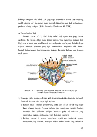 23
berfungsi mengatur suhu tubuh. Zat yang dapat menentukan warna kulit seseorang
adalah pigmen. Air dan garam-garam mineral dikeluarkan dari kulit melalui pori-
pori atau lubang keringat. ( Reiza Farandika Kurniawan, 41, 2014 )
A. Bagian-bagian Kulit
Menurut Leslie 317 : 2007, kulit terdiri dari lapisan luar yang disebut
epidermis dan lapisan dalam zatau lapisan dermis, yang merupakan jaringan ikat.
Epidermis tersusun atas epitel berlapis gepeng keratin yang berasal dari ektoderm.
Lapisan dibawah epidermis yang juga berinterdigitasi dengannya ialah dermis,
berasal dari mesoderm dan tersusun atas jaringan ikat padat kolagen yang tersusun
tidak teratur.
Gambar 10 : Penampang kulit manusia beserta reseptor-reseptornya
Sumber : https://fri3ta.wordpress.com
1. Epidemis, pada lapisan epidermis tidak terdapat pembuluh darah dan sel saraf.
Epidermis tersusun atas empat lapis sel yaitu:
a. Lapisan basal / stratum germinativum, terdiri dari sel-sel kuboid yang tegak
lurus terhadap dermis. Tersusun sebagai tiang pagar atau palisade. Lapisan
terbawah dari epidermis terdapat melanosit yaitu sel dendritik yang
membentuk melanin (melindungi kulit dari sinar matahari).
b. Lapisan granular / stratum granulosum, terdiri dari butir-butir granula
keratohialin yang basofilik. Terdapat berkas-berkas filamet yang dinamakan
 