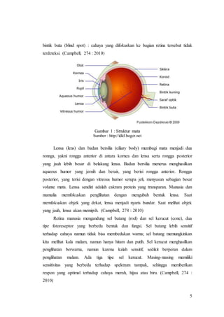 5
bintik buta (blind spot) : cahaya yang difokuskan ke bagian retina tersebut tidak
terdeteksi. (Campbell, 274 : 2010)
Gambar 1 : Struktur mata
Sumber : http://idkf.bogor.net
Lensa (lens) dan badan bersilia (ciliary body) membagi mata menjadi dua
ronnga, yakni rongga anterior di antara kornea dan lensa serta rongga posterior
yang jauh lebih besar di belakang lensa. Badan bersilia menerus menghasilkan
aqueous humor yang jernih dan berair, yang berisi rongga anterior. Rongga
posterior, yang terisi dengan vitreous humor serupa jeli, menyusun sebagian besar
volume mata. Lensa sendiri adalah cakram protein yang transparan. Manusia dan
mamalia memfokuskan penglihatan dengan mengubah bentuk lensa. Saat
memfokuskan objek yang dekat, lensa menjadi nyaris bundar. Saat melihat objek
yang jauh, lensa akan memipih. (Campbell, 274 : 2010)
Retina manusia mengandung sel batang (rod) dan sel kerucut (cone), dua
tipe fotoreseptor yang berbeda bentuk dan fungsi. Sel batang lebih sensitif
terhadap cahaya namun tidak bisa membedakan warna; sel batang memungkinkan
kita melihat kala malam, namun hanya hitam dan putih. Sel kerucut menghasilkan
penglihatan berwarna, namun karena kalah sensitif, sedikit berperan dalam
penglihatan malam. Ada tiga tipe sel kerucut. Masing-masing memiliki
sensitivitas yang berbeda terhadap spektrum tampak, sehingga memberikan
respon yang optimal terhadap cahaya merah, hijau atau biru. (Campbell, 274 :
2010)
 