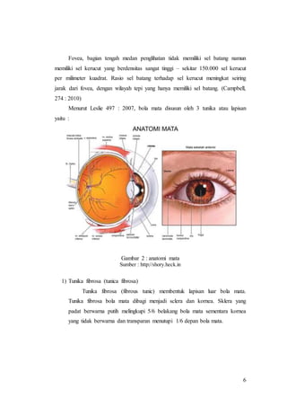 6
Fovea, bagian tengah medan penglihatan tidak memiliki sel batang namun
memiliki sel kerucut yang berdensitas sangat tinggi – sekitar 150.000 sel kerucut
per milimeter kuadrat. Rasio sel batang terhadap sel kerucut meningkat seiring
jarak dari fovea, dengan wilayah tepi yang hanya memiliki sel batang. (Campbell,
274 : 2010)
Menurut Leslie 497 : 2007, bola mata disusun oleh 3 tunika atau lapisan
yaitu :
Gambar 2 : anatomi mata
Sumber : http://shory.heck.in
1) Tunika fibrosa (tunica fibrosa)
Tunika fibrosa (fibrous tunic) membentuk lapisan luar bola mata.
Tunika fibrosa bola mata dibagi menjadi sclera dan kornea. Sklera yang
padat berwarna putih melingkupi 5/6 belakang bola mata sementara kornea
yang tidak berwarna dan transparan menutupi 1/6 depan bola mata.
 