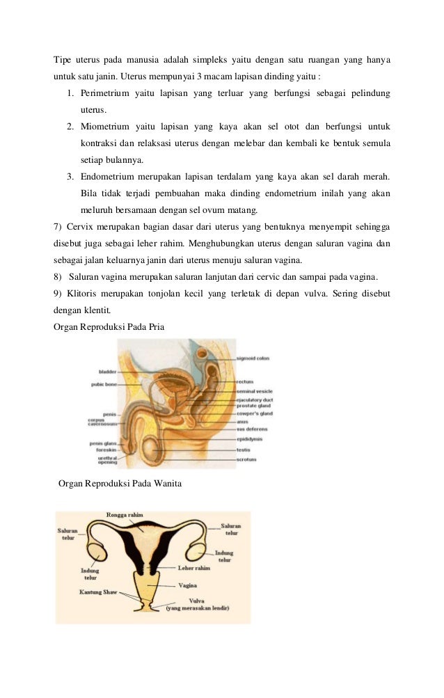 Makalah sistem reproduksi pada manusia Makalah sistem reproduksi pada manusia