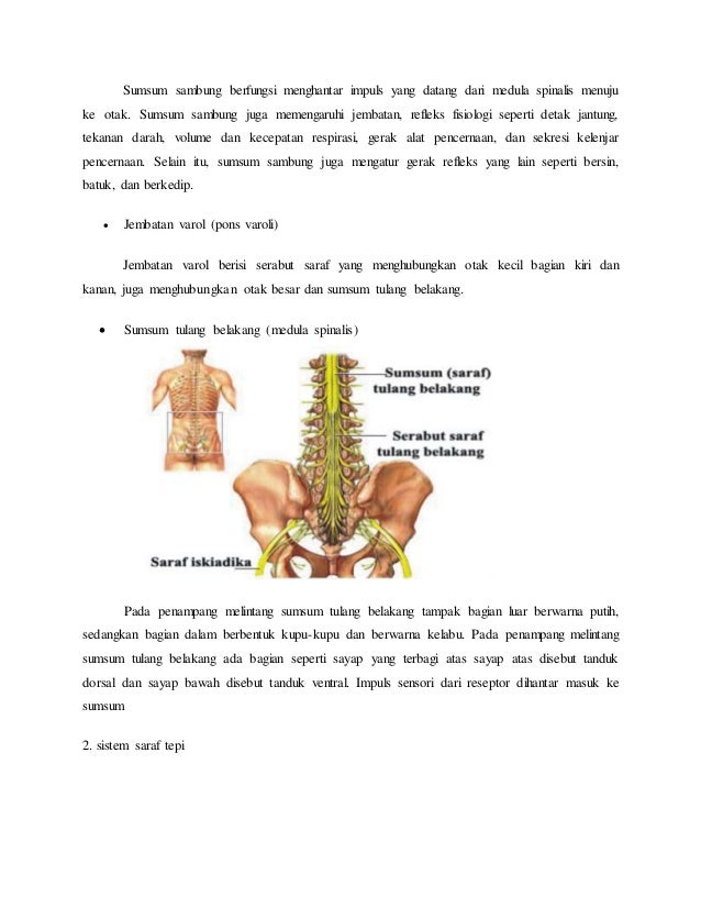 SISTEM SARAF DAN HORMON