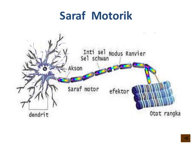 Makalah sistem saraff