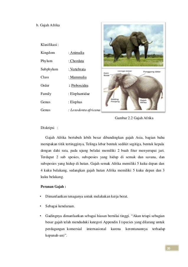 51 Gambar Hewan Gajah Dan Keterangannya HD Terbaik