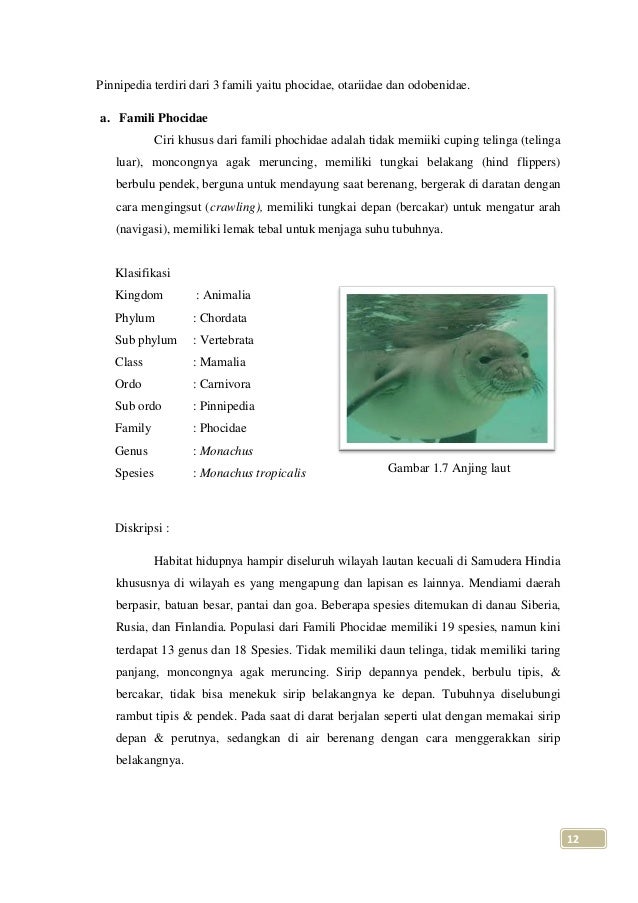 carnivora dan proboscidea carnivora dan proboscidea