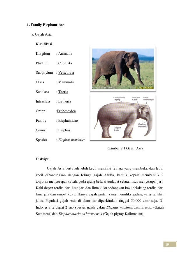 Unduh 620 Gambar Gajah Beserta Deskripsinya Gratis