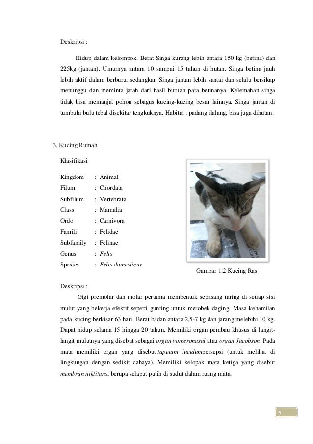 Carnivora Dan Proboscidea