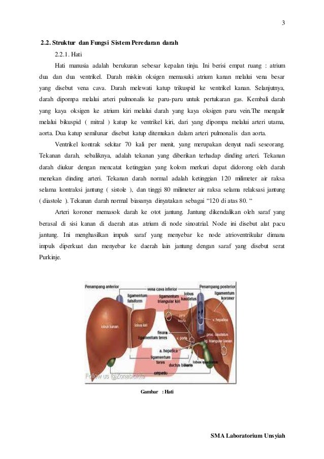 STRUKTUR DAN FUNGSI SEL PENYUSUN JARINGAN PADA SISTEM