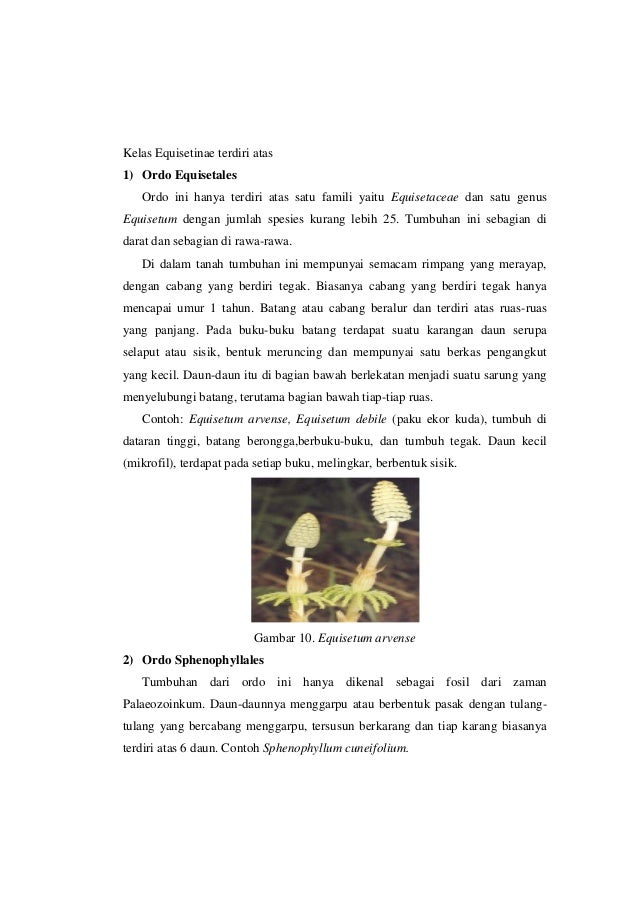 Makalah Tumbuhan Paku
