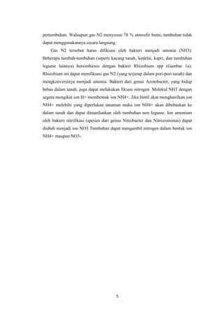 pertumbuhan. Walaupun gas N2 menyusun 78 % atmosfir bumi, tumbuhan tidak
dapat menggunakannya secara langsung.
    Gas N2 tersebut harus difiksasi oleh bakteri menjadi amonia (NH3).
Beberapa tumbuh-tumbuhan (seperti kacang tanah, kedelai, kapri, dan tumbuhan
legume lainnya) bersimbiosis dengan bakteri Rhizobium spp (Gambar 1a).
Rhizobium ini dapat memfiksasi gas N2 (yang terjerap dalam pori-pori tanah) dan
mengkonversinya menjadi amonia. Bakteri dari genus Azotobacter, yang hidup
bebas dalam tanah, juga dapat melakukan fiksasi nitrogen. Molekul NH3 dengan
segera mengikat ion H+ membentuk ion NH4+. Jika bintil akar menghasilkan ion
NH4+ melebihi yang diperlukan tanaman maka ion NH4+ akan dibebaskan ke
dalam tanah dan dapat dimanfaatkan oleh tumbuhan non legume. Ion amonium
oleh bakteri nitrifikasi (spesies dari genus Nitrobacter dan Nitrozomonas) dapat
diubah menjadi ion NO3 Tumbuhan dapat mengambil nitrogen dalam bentuk ion
NH4+ maupun NO3-.




                                       5
 