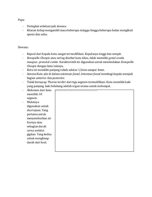 Makalah Xenopsylla Cheopis
