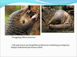 - Ada juga hewan yg mengelabui predatornya terkadang jg mangsanya
dengan mekanisme pewarnaan tubuh.
Trenggiling (Manis javanica)
 