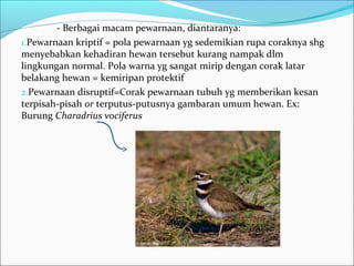 - Berbagai macam pewarnaan, diantaranya:
1.Pewarnaan kriptif = pola pewarnaan yg sedemikian rupa coraknya shg
menyebabkan kehadiran hewan tersebut kurang nampak dlm
lingkungan normal. Pola warna yg sangat mirip dengan corak latar
belakang hewan = kemiripan protektif
2.Pewarnaan disruptif=Corak pewarnaan tubuh yg memberikan kesan
terpisah-pisah or terputus-putusnya gambaran umum hewan. Ex:
Burung Charadrius vociferus
 