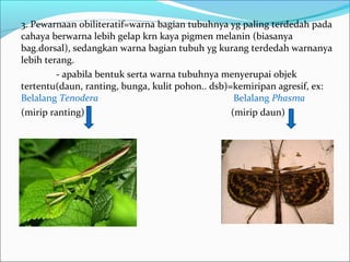3. Pewarnaan obiliteratif=warna bagian tubuhnya yg paling terdedah pada
cahaya berwarna lebih gelap krn kaya pigmen melanin (biasanya
bag.dorsal), sedangkan warna bagian tubuh yg kurang terdedah warnanya
lebih terang.
- apabila bentuk serta warna tubuhnya menyerupai objek
tertentu(daun, ranting, bunga, kulit pohon.. dsb)=kemiripan agresif, ex:
Belalang Tenodera Belalang Phasma
(mirip ranting) (mirip daun)
 
