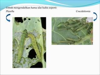 Untuk mengendalikan hama ulat kubis seperti:
Plutella Crocidolomia
 