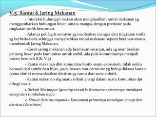 V.5. Rantai & Jaring Makanan
- Interaksi hubungan makan akan menghasilkan rantai makanan yg
menggambarkan hubungan linier antara mangsa dengan predator pada
tingkatan trofik berurutan.
- Adanya polifag & omnivor yg melibatkan mangsa dari tingkatan trofik
yg berbeda-beda sehingga menyebabkan rantai makanan seperti beranastomosis
membentuk Jaring Makanan.
- Corak jaring makanan ada bermacam-macam, ada yg memberikan
peluang besar pada komunitas untuk stabil, ada pula komunitasnya menjadi
rawan berubah (Gb. V.5)
- Rantai makanan dlm komunitas biotik suatu ekosistem, tidak selalu
berawal dari tumbuhan hijau, pada hewan non-carnivore yg hidup didasar lautan
(zona afotik) memanfaatkan detritus yg turun dari zona eufotik.
- Rantai makanan sbg suatu sirkuit energi dalam suatu komunitas dpt
dibagi atas 2:
1. Sirkuit Merumput (grazing circuit)= Konsumen primernya mendapat
energi dari tumbuhan hijau
2. Sirkuit detritus organik= Konsumen primernya mendapat energi dari
detritus (detritivor)
 