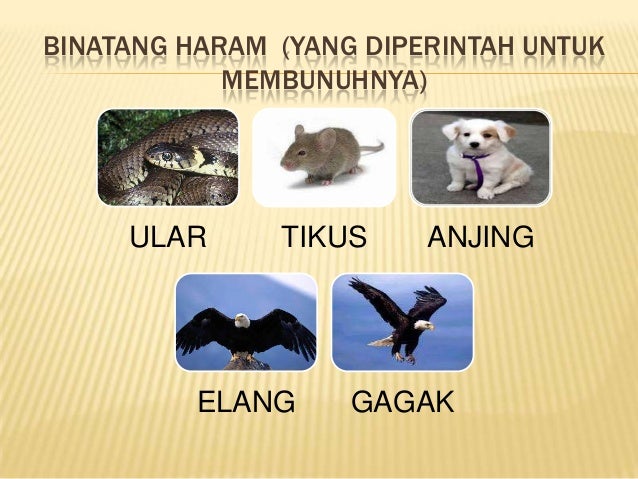 Makanan dan minuman yang halal dan yang haram Makanan dan minuman yang halal dan yang haram