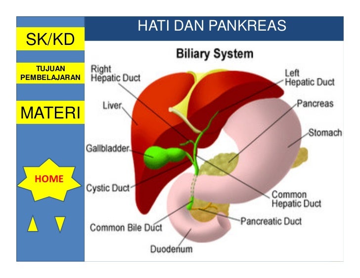 Gambar Sistem Pencernaan Manusia Beserta Gambar Fungsinya ...