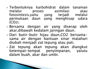  Terbentuknya karbohidrat dalam tanaman 
melalui proses asimilasi atau 
fotosintesis,yaitu yang terjadi melalui 
permukaan daun yang menghisap udara 
(CO2). 
 Bersama dengan air yang diserap oleh 
akar,dibawah kedalam jaringan daun. 
 Dari butir-butir hijau daun,CO2 bersama-sama 
air dengan bantuan sinar matahari 
diubah menjadi zat tepung atau pati. 
 Zat tepung akan tepung akan diangkut 
ketempat-tempat penyimpanan, yaiutu 
dalam buah, akar dan umbi. 
 