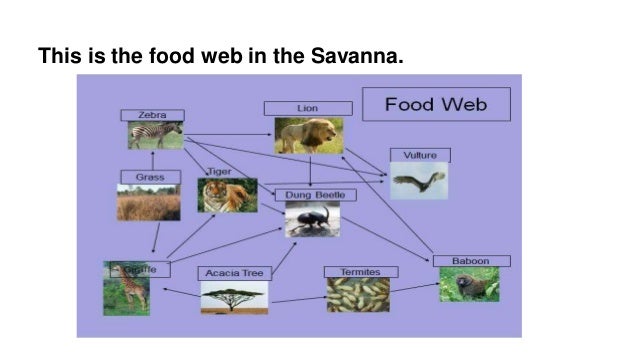 example of a research essay