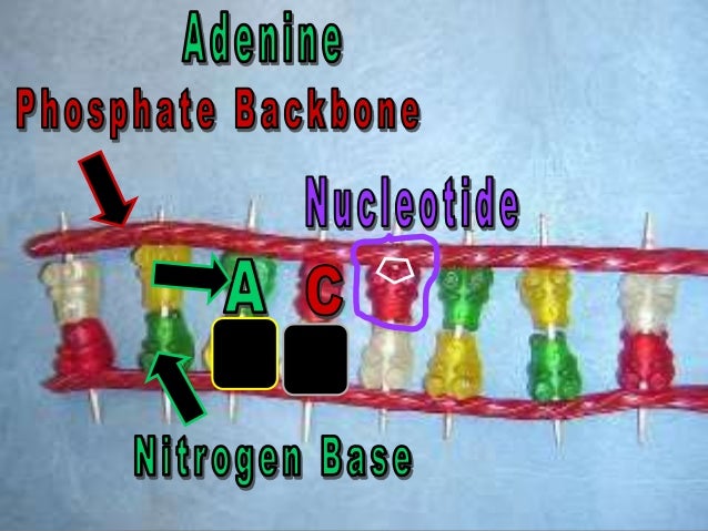 online dna model builder online dna model builder