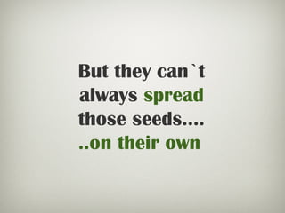 But they can`t
always spread
those seeds....
..on their own
 