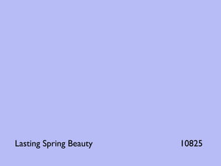 Lasting Spring Beauty   10825
 