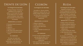Diente de León Cedrón Ruda
Originario en Europa y Asia.
Nuestros antepasados la utilizaban
como hierba de protección ante todo
mal. Fue llamada "La planta del
perdón". Se la considera una planta
sagrada y se le tiene mucho respeto a
su consumo.
beneficios a la salud:
Su consumo:
Reduce dolores menstruales.
Combate problemas digestivos.
Calma el estrés y la ansiedad.
Reduce dolores musculares e
inflamaciones.
Ayuda al cuidado del cabello.
Muy buena para úlceras y llagas.


En infusión: 2.5 g cada 250ml. (una
cucharadita de te) no más ya que
puede ser invasivo. Esta infusión se
puede colocar sin endulzantes en el
cuero cabelludo 2 veces por semana
para combatir la pediculosis.
Su nombre es: Aloysia citrodora.
Originaria en América del sur, se la
nombra también Verbena de Limón.
Los Incas fueron los primeros en
descubrir sus propiedades
beneficiosas.


beneficios a la salud:
Su consumo:
Mejora la digestión.
Ayuda a tratar la diarrea.
Sirve para las infecciones.
Antiestrés.
Ayuda a controlar los nervios y la
ansiedad.
Es muy rico para acompañar el mate o
para una infusión diaria. No es
recomendable para mujeres
embarazadas.
Verter agua hirviendo en una taza con
2g y esperar 5 min. antes de beber.
De Origen Europeo. Creciendo en
abundancia en los campos de
cultivos y en los bordes del camino.
Es tan antigua que se la considera
una de las primeras vidas creadas
para acompañar el nacimiento de la
raza humana.
beneficios a la salud:
Su consumo:
Excelente fuente de nutrientes.
Diurético.
Digestivo.
Relajante suave.
Muy bueno para reducir el peso.
Es la hierba ideal para depurar
toxinas.


Sus hojas son usadas para
ensaladas. Es muy bueno para
batidos détox y para infusiones. 2g
cada 250ml de agua hirviendo.
Un poquito de historia Un poquito de historia Un poquito de historia
 