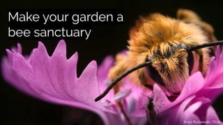 Artur Rydzewski, Flickr
Make your garden a
bee sanctuary
 
