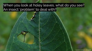 When you look at holey leaves, what do you see?
An insect ‘problem’ to deal with?
Izabelle Acheson, Unsplash
 
