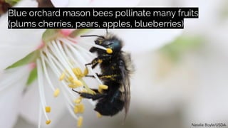 Mason bees are “the new frontier” for crop
pollination
Blake C. Wilson, Flickr
 