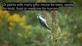 Or plants with many gifts: nectar for bees, seeds
for birds, food or medicine for humans
 