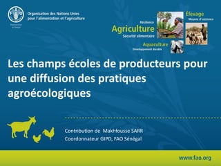 Les champs écoles de producteurs pour
une diffusion des pratiques
agroécologiques
Contribution de Makhfousse SARR
Coordonnateur GIPD, FAO Sénégal
 