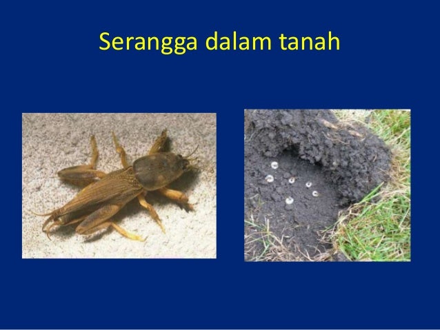 Makhluk perosak penyakit rumput hiasan  Turfgrass pest 