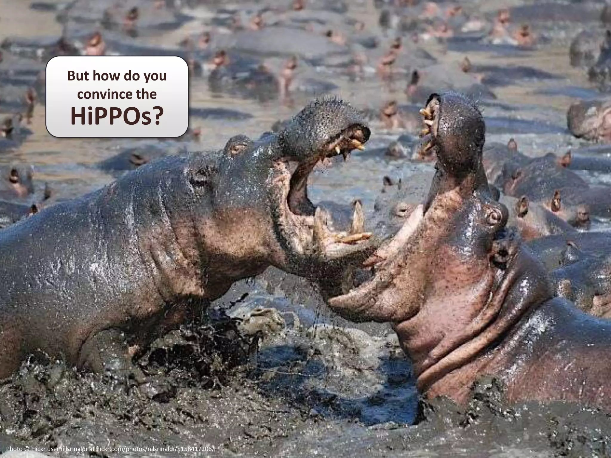 But how do you
                       convince the
                       HiPPOs?




Photo © Flickr user nilsrinaldi at flickr.com/photos/nilsrinaldi/5158417206/
 