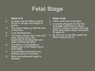 Fetal Stage Week 9-15 In week nine the fetus is about 30 mm in length and weighs 8 grams. The head makes up half the size of the fetus. Lung development. The heart, hands, feet, brain and other organs are at the beginning of development and have minimal operation. The fetus is not capable of feeling pain in the beginning of fetal stage. Uncontrolled movement and twitches occur in muscles. Brain and pathways begin to develop. Week 16-25 Fetus continues to develop. A women pregnant for the first time feels movement at about week 21, while a women who has given birth before feels movement in week 20. By the end on the fifth month the fetus is about 20 cm. 