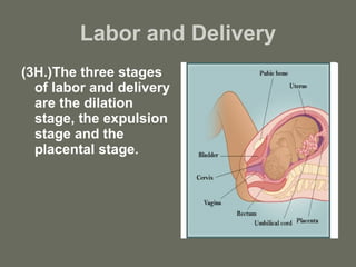 Labor and Delivery (3H.)The three stages of labor and delivery are the dilation stage, the expulsion stage and the placental stage. 