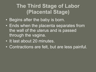 The Third Stage of Labor (Placental Stage) Begins after the baby is born. Ends when the placenta separates from the wall of the uterus and is passed through the vagina. It last about 20 minutes. Contractions are felt, but are less painful. 