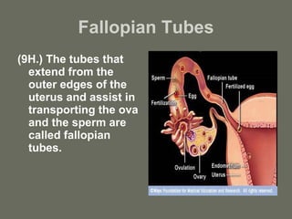 Fallopian Tubes (9H.) The tubes that extend from the outer edges of the uterus and assist in transporting the ova and the sperm are called fallopian tubes. 