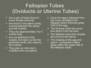 Fallopian Tubes  (Oviducts or Uterine Tubes) Are a pair of tubes found in every female mammal. Are found in the pelvic cavity, running between the uterus and the ovaries. They are approximately 3 to 4 inches long. Are not attached to the ovaries, but open up into the peritonial cavity very close to the ovaries. They play an vital role in ovulation and conception. Once the egg is released from the ovary (ovulation) the fallopian tube’s fimbriae grabs hold of the egg. The fimbriae catch the ovum and direct it into the tube. The fallopian tube then propels the ovum to the uterus. The meeting of the egg and sperm  (conception) takes place within the upper half of the fallopian tubes. 