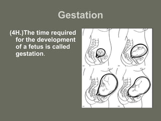Gestation (4H.)The time required for the development of a fetus is called gestation . 