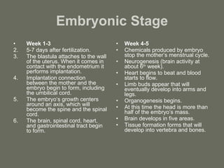 Embryonic Stage Week 1-3 5-7 days after fertilization. The blastula attaches to the wall of the uterus. When it comes in contact with the endometrium it performs implantation. Implantation connection between the mother and the embryo begin to form, including the umbilical cord. The embryo‘s growth centers around an axis, which will become the spine and the spinal cord. The brain, spinal cord, heart, and gastrointestinal tract begin to form. Week 4-5 Chemicals produced by embryo stop the mother’s menstrual cycle. Neurogenesis (brain activity at about 6 th  week). Heart begins to beat and blood starts to flow. Limb buds appear that will eventually develop into arms and legs. Organogenesis begins. At this time the head is more than half of the embryo’s mass. Brain develops in five areas. Tissue formation forms that will develop into vertebra and bones. 