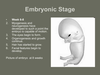 Embryonic Stage Week 6-8 Myogenesis and neurogenesis have developed to such a point the embryo is capable of motion. The eyes begin to form. Organogenesis and growth continue. Hair has started to grow. Facial features begin to develop. Picture of embryo  at 8 weeks 