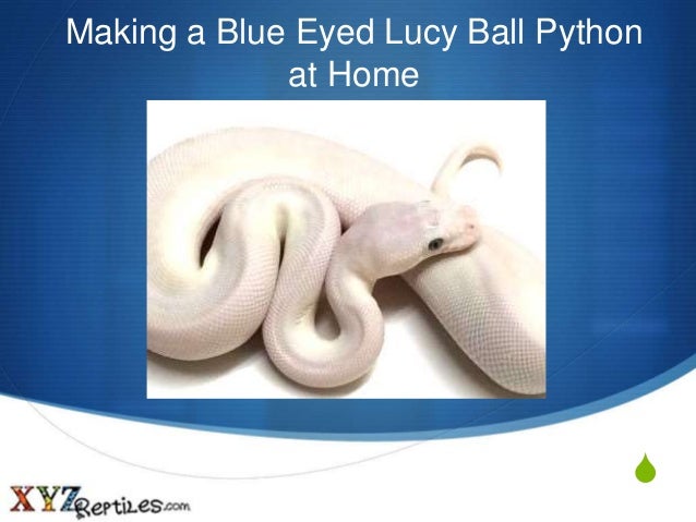 Making a Blue Eyed Lucy Ball Python at Home - xyzReptiles