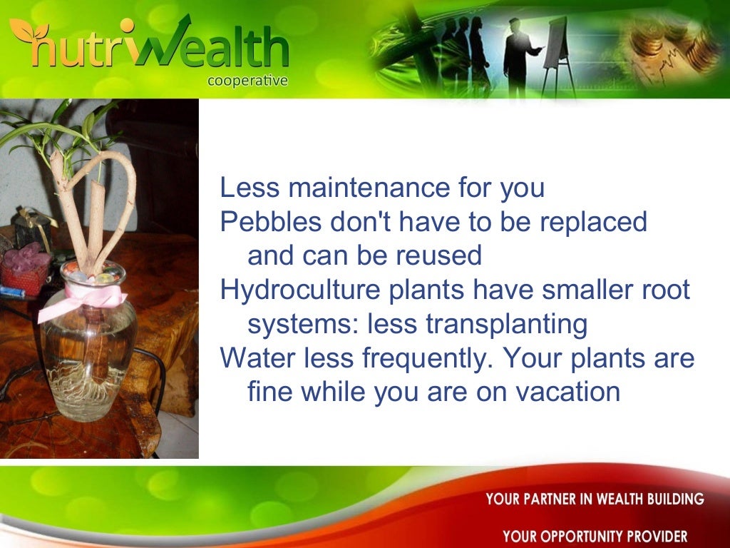 Making an Alkaline Water Based Indoor Plants