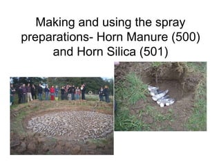 Making and using the spray
preparations- Horn Manure (500)
and Horn Silica (501)
 