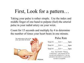 First, Look for a pattern… Taking your pulse is rather simple.  Use the index and middle finger of one hand to palpate (feel) the arterial pulse in your radial artery on your wrist.  Count for 15 seconds and multiply by 4 to determine the number of times your heart beats in one minute. Pulse Rate Trial #1  ____X 4 = _____ bpm Trial #1  ____X 4 = _____ bpm Trial #1  ____X 4 = _____ bpm Note:  The NYSED  “Making Connections”  Lab measures for 20 seconds and multiplies by 3, but any calculation that leads to a count of 60 seconds is acceptable. 
