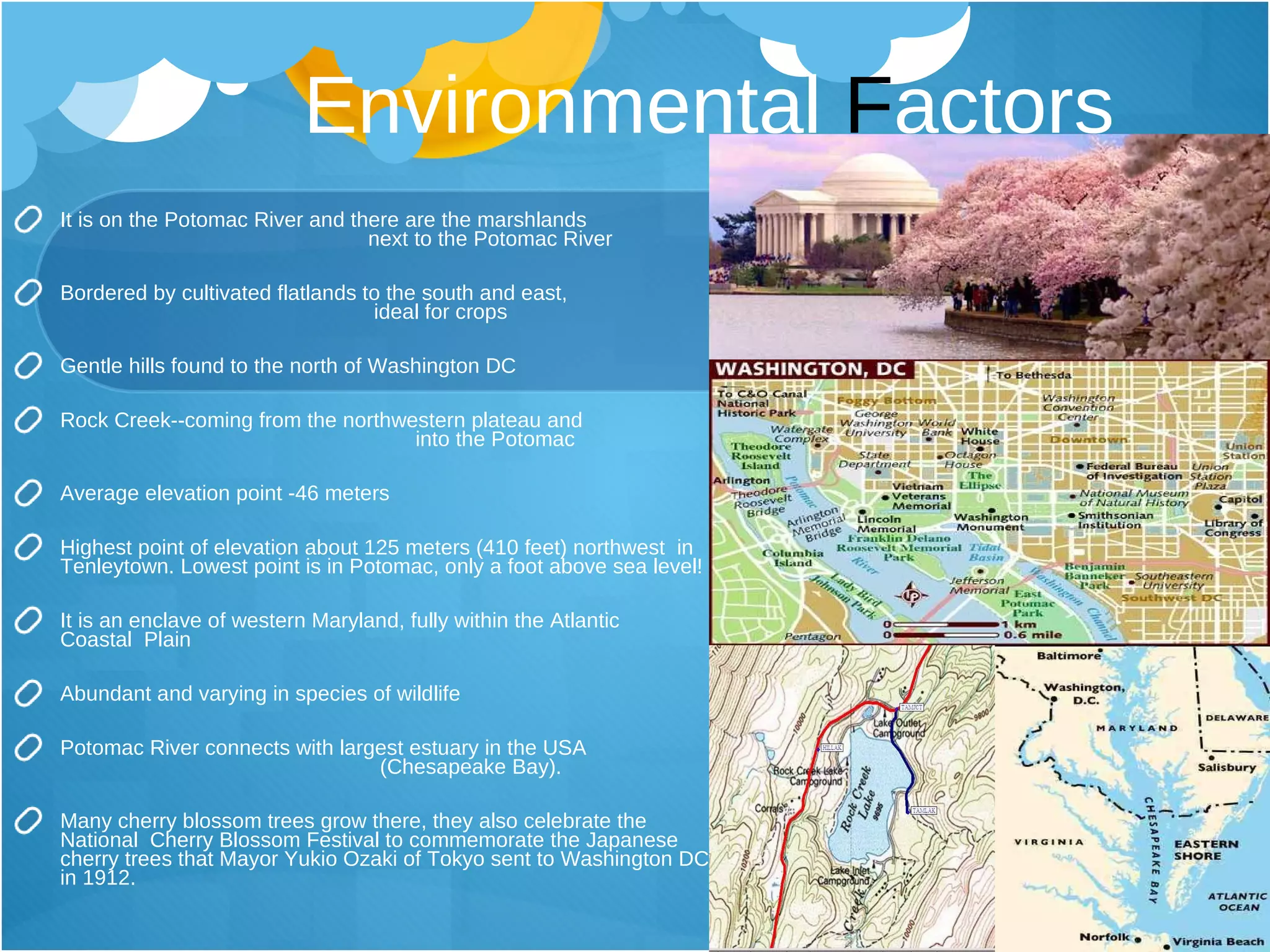Environmental  F actors It is on the Potomac River and there are the marshlands  next to the Potomac River Bordered by cultivated flatlands to the south and east,  ideal for crops Gentle hills found to the north of Washington DC Rock Creek--coming from the northwestern plateau and  into the Potomac Average elevation point -46 meters Highest point of elevation about 125 meters (410 feet) northwest  in Tenleytown. Lowest point is in Potomac, only a foot above sea level! It is an enclave of western Maryland, fully within the Atlantic  Coastal  Plain Abundant and varying in species of wildlife Potomac River connects with largest estuary in the USA  (Chesapeake Bay). Many cherry blossom trees grow there, they also celebrate the National  Cherry Blossom Festival to commemorate the Japanese cherry trees that Mayor Yukio Ozaki of Tokyo sent to Washington DC in 1912. 